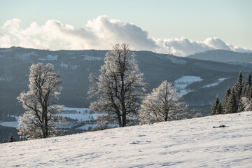 Tree line, winter at Sumava national park