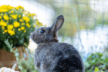 Gray Rabbit in Fall Garden with pumpkins and mums and late season foliage