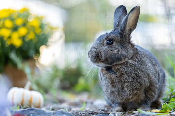 Gray Rabbit in Fall Garden with pumpkins and mums and late season foliage