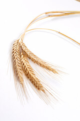 wheat on the white background