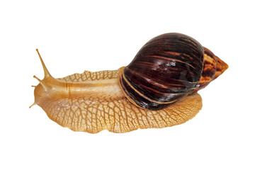 Giant african snail isolated on transparent.