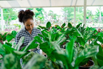 ฺBeautiful african american girl in nursery indoor landscaping in the greenhouse. Happy African peasant woman. Agribusiness. Online marketing. american farmer online agriculture