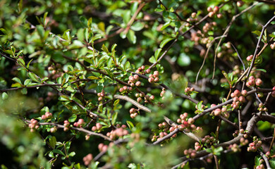 Japanese quince buds. The twigs of the bush with flower buds in close-up. Decorative shrub in the spring before flowering.