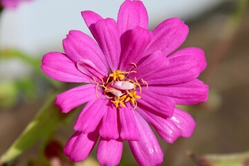 Fototapeta premium Blooming Pink Zinnia Flower 