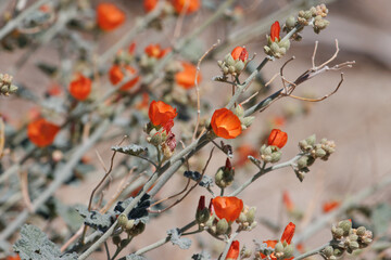 Orange flowering indeterminate racemose panicle inflorescences of Sphaeralcea Ambigua Variety Ambigua, Malvaceae, native monoclinous deciduous subshrub in the San Bernardino Mountains, Summer.