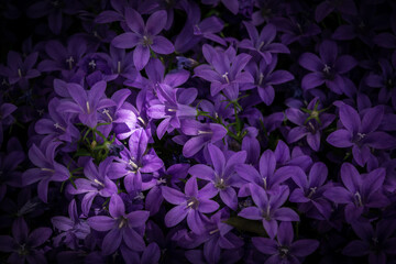 fiori viola - obrazy, fototapety, plakaty