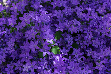 fiore viola - obrazy, fototapety, plakaty