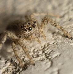 Close up picture of a jumping spider sitting on the floor with blurred background. Macro image of a hairy jumping spider