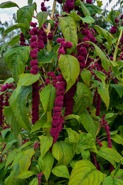 Red Amaranth in full bloom growing in the garden