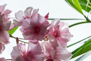fiori di gerani