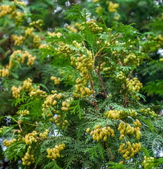 A branch of thuja with flowers in close-up in summer