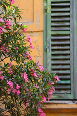 Green rustic Mediterranean window and pink oleander flowers in Split, Croatia. Selective focus.