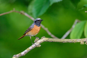 Male Redstart, Phoenicurus phoenicurus, perched on a tree branch, side on view