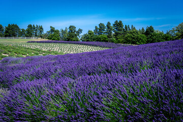 Obraz na płótnie Canvas Vibrant Lavender Fields Crisscross Rolling Hills on a Sunny Summer Day