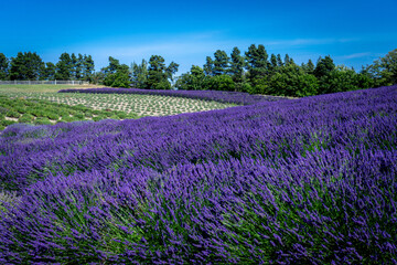Vibrant Lavender Fields Crisscross Rolling Hills on a Sunny Summer Day