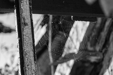 pająk i stary dom  - obrazy, fototapety, plakaty