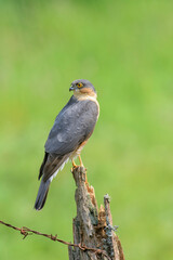 Sparrow hawk, Accipiter Nisus, Perched on a broken fence post, side on view, head turned to rear