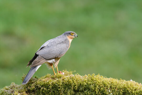Sparrow hawk, Accipiter Nisus, Perched on a lichen covered log, side on view