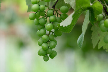 unripe grape bunch macro shot