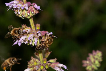 bees collecting honey on purple flowers