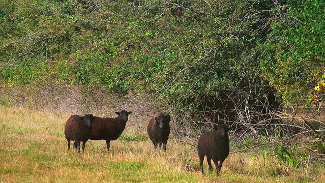 black dwarf sheep are looking at the camera.. The Ouessant is a breed of domestic sheep from the island of Ouessant of the coast of Brittany, France.