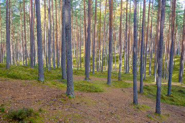 Latvian pine forests, green moss and stately trees. Gauja National Park in the vicinity of Valmiera, Autumn, October.