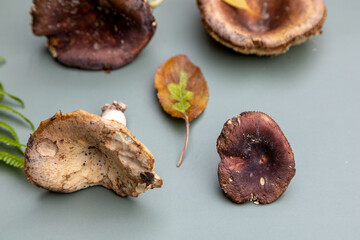 fresh raw mushrooms harvest on a green background with autumn leaves.