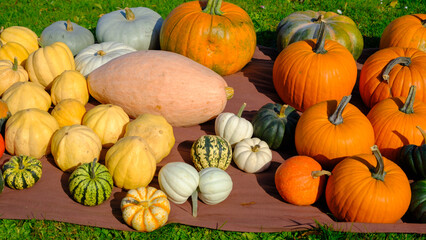 Many different pumpkins, harvest festival in autumn. october