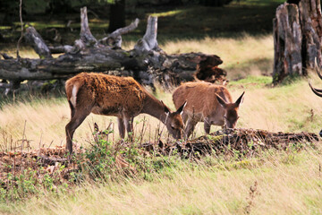 A view of a Red Deer in the Cheshire Countryside