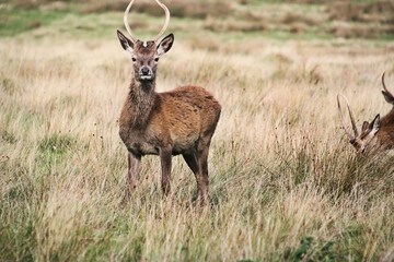 A view of a Red Deer in the Cheshire Countryside