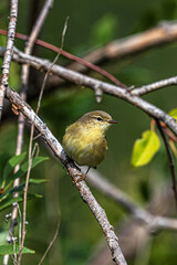 Fototapeta premium A small gray-yellow bird Phylloscopus sibilatrix sits on a branch among the foliage of a shrub