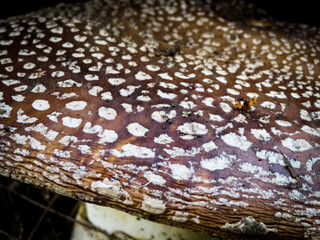 Amanita gemmata - Gemmed Amanita - Jonquil Amanita