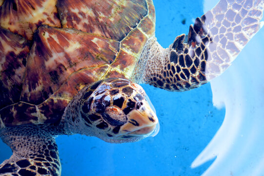 Hawksbill Turtle, Projeto TAMAR 