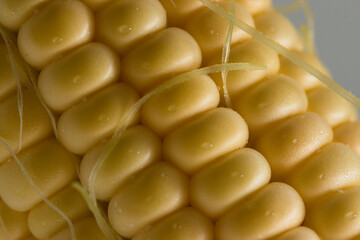 Close-up of a corn cob with wet yellow kernels