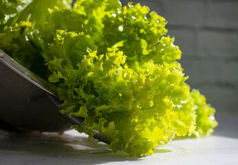 Lettuce leaves on a light background