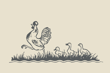 Fototapeta na wymiar Vector image - rooster and three ducklings following him