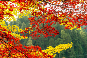 紅葉