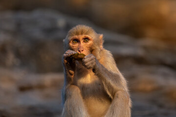 Monkey portrait at sunset  . Asia