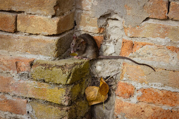 Sick gray rat on the red brick wall.