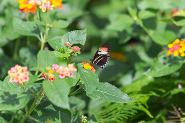 Red postman Heliconius erato butterfly pauses on a golden lantana flower bloom to gather pollen within lush botanical garden