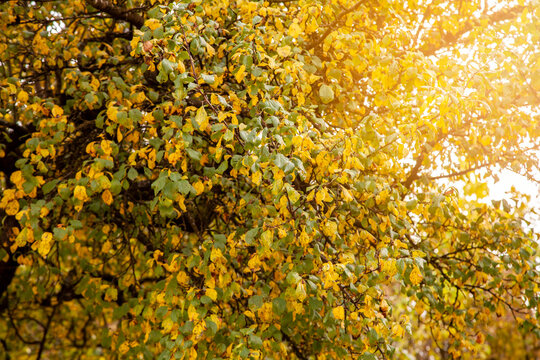 Baum im Herbst mit gelben vergilbten Blättern / Sonne / Herbst / Natur / Jahreszeit