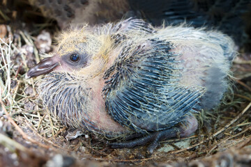 Close-up of the baby pigeon in the nest