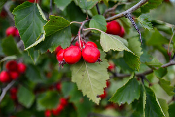 Red Hawthorn Berries.