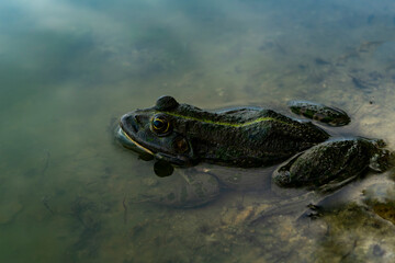 Obraz premium The edible frog is a species of common European frog, also known as the common water frog or green frog. It is used for food, especially in France for cooking delicacies.