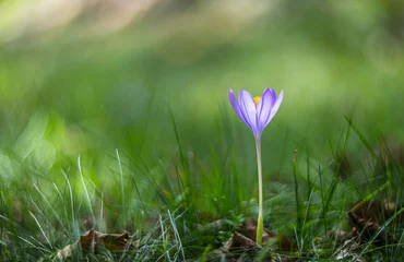 Fotobehang Krokus Colchicum autumnale, commonly known as autumn crocus vintage lens rendering  © Marc Andreu
