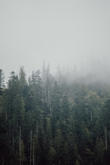 fog in the forest - obrazy, fototapety, plakaty