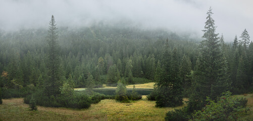 forest in fog © Sieku Photo