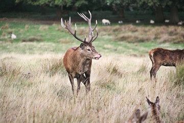 A view of a Red Deer in the Cheshire Countryside