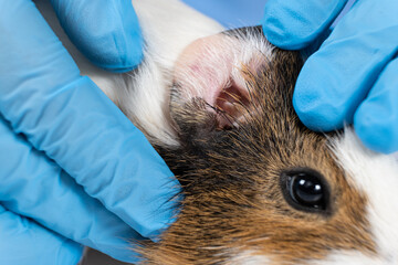 Veterinarian examines guinea pig ears, close-up of the muzzle