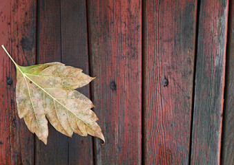 autumn leaf on wooden background